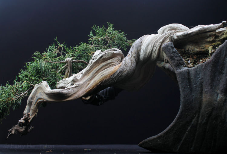 juniper bonsai deadwood